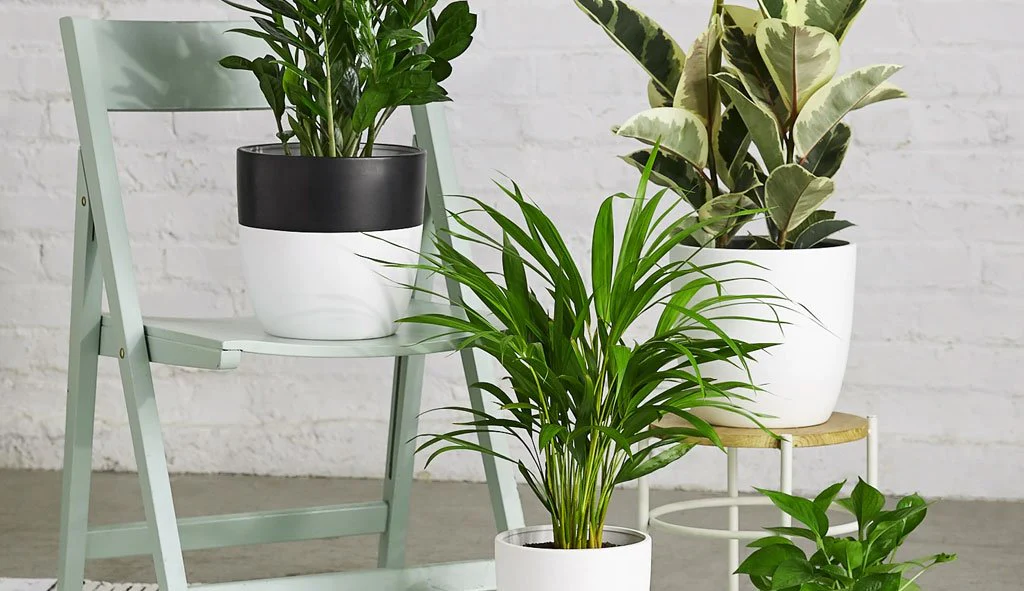 Greenery Gallery: Embracing Nature in Your Home