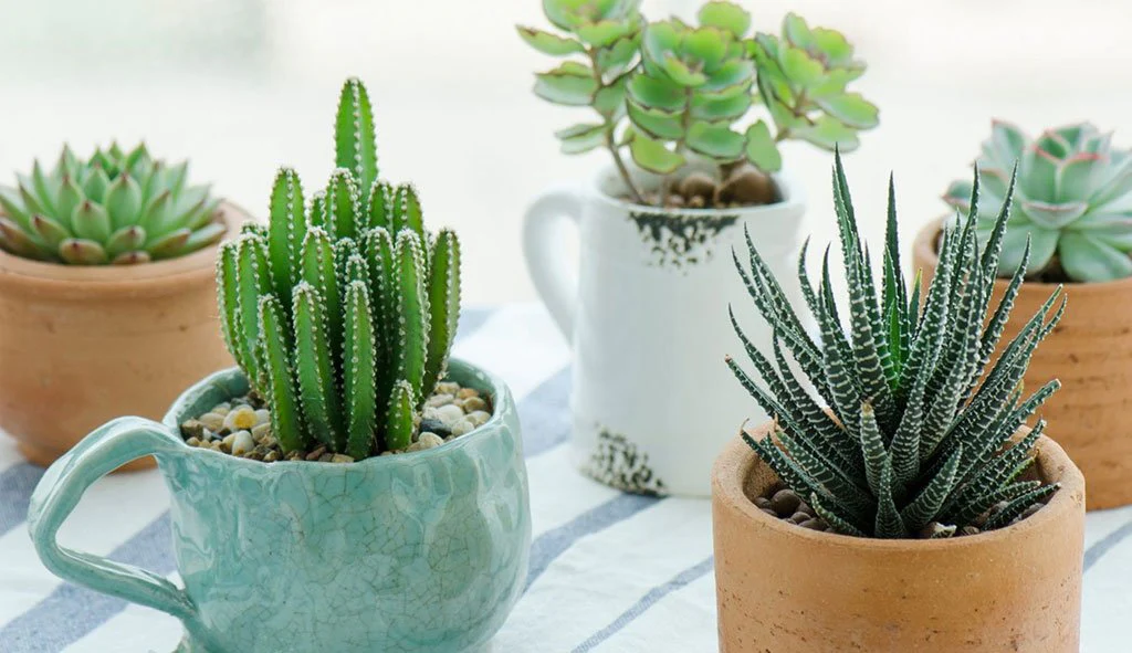 Greenery Gallery: The Advantages of Artificial Plants in Home Decor